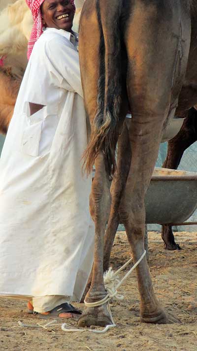 Milking a camel